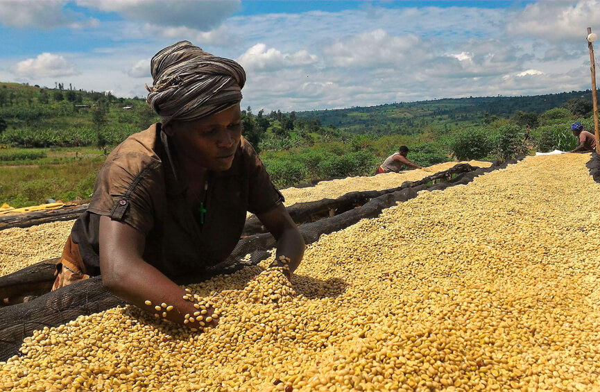 Ruandische Frau bei der Kaffeeernte